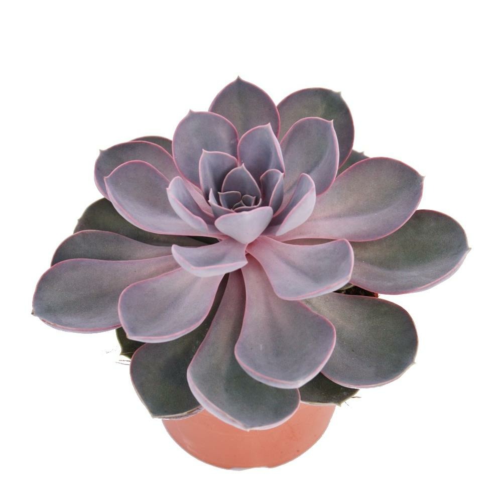 Perle echeveria de nuremberg - grande plante en pot de 12cm