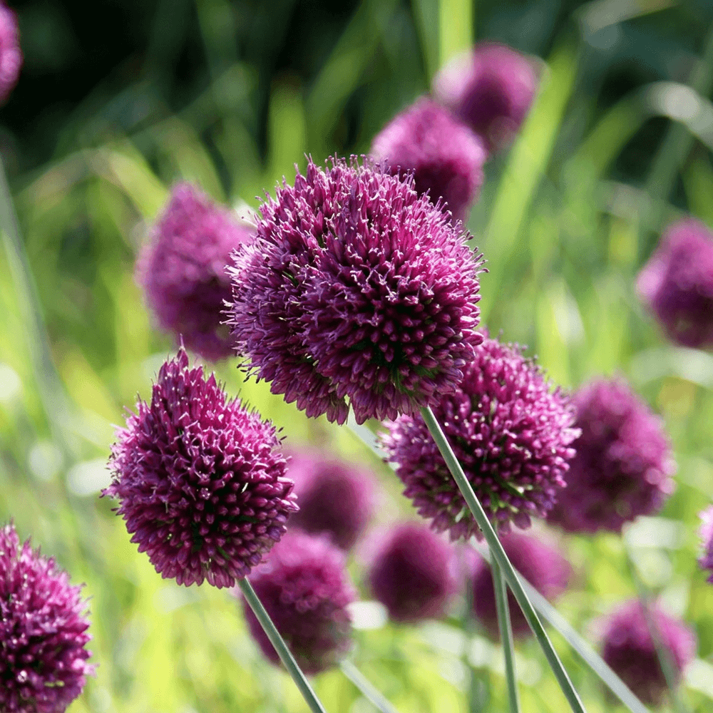 Ail à tête ronde (allium) - floraison estivale - calibre 5/6 - 400 bulbes