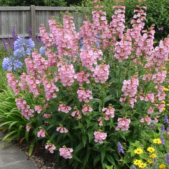Penstemon apple blossom lot de 9 godets