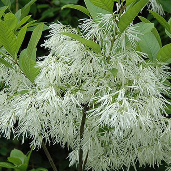 Arbre de neige - chionanthus virginicus - 30-40 cm pot