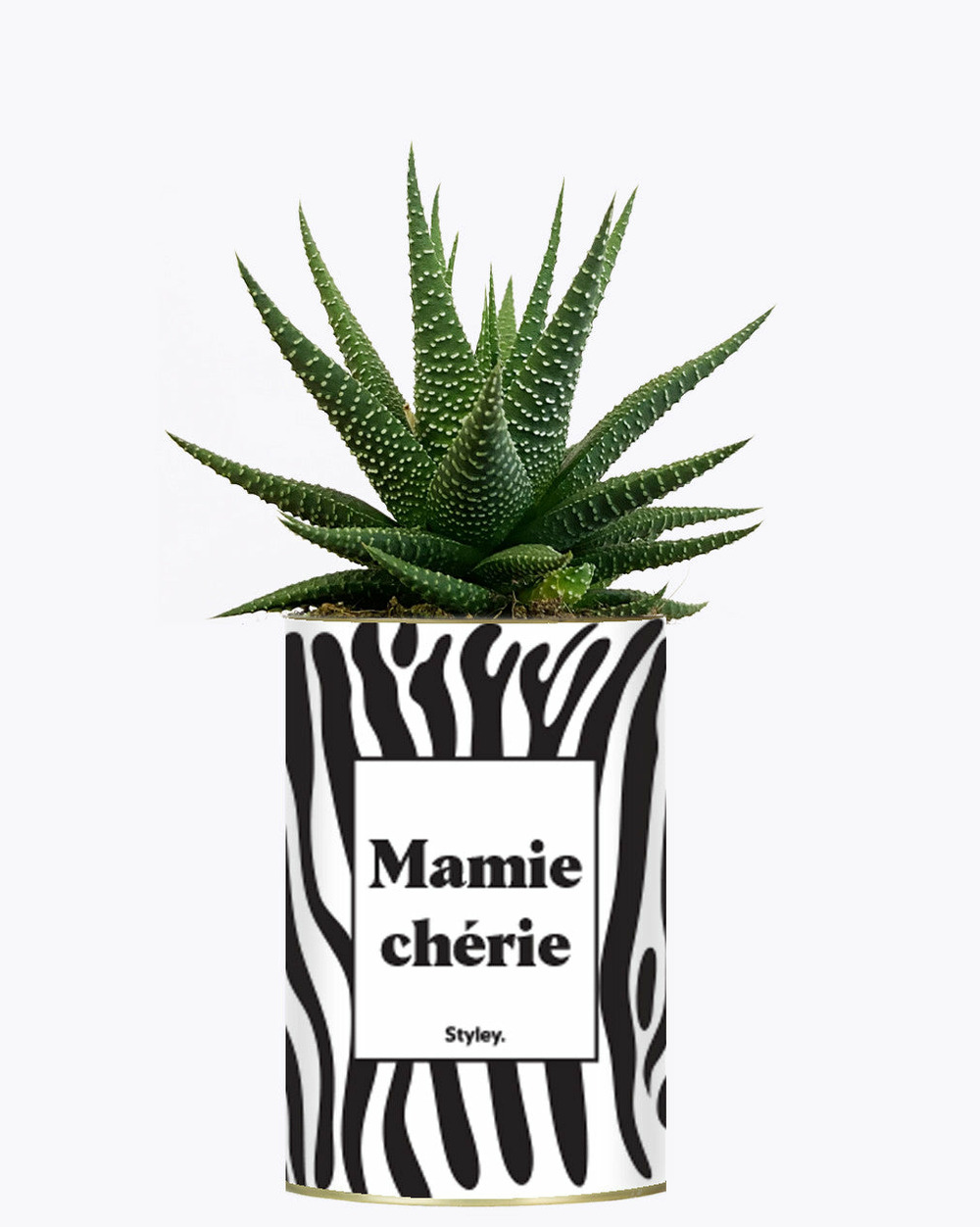Plante facile à entretenir - mamie chérie - cactus