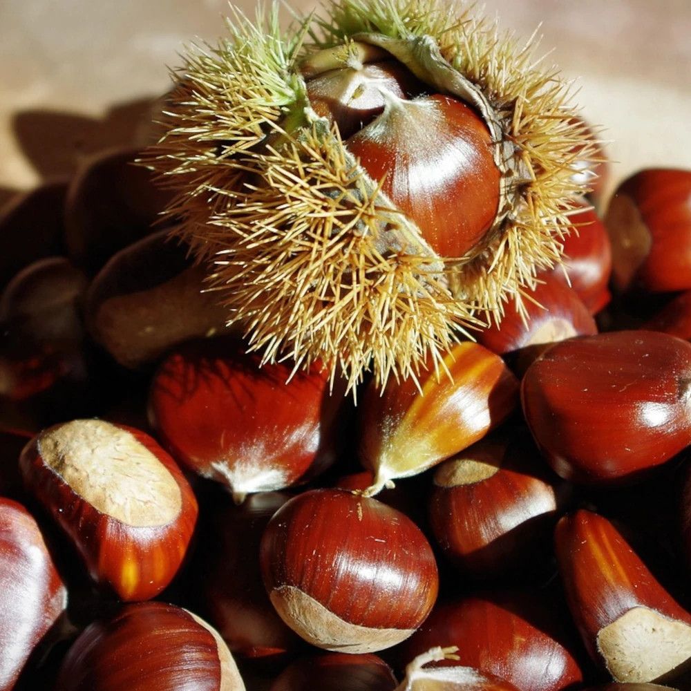 Châtaignier marsol pot de 15l - baliveau