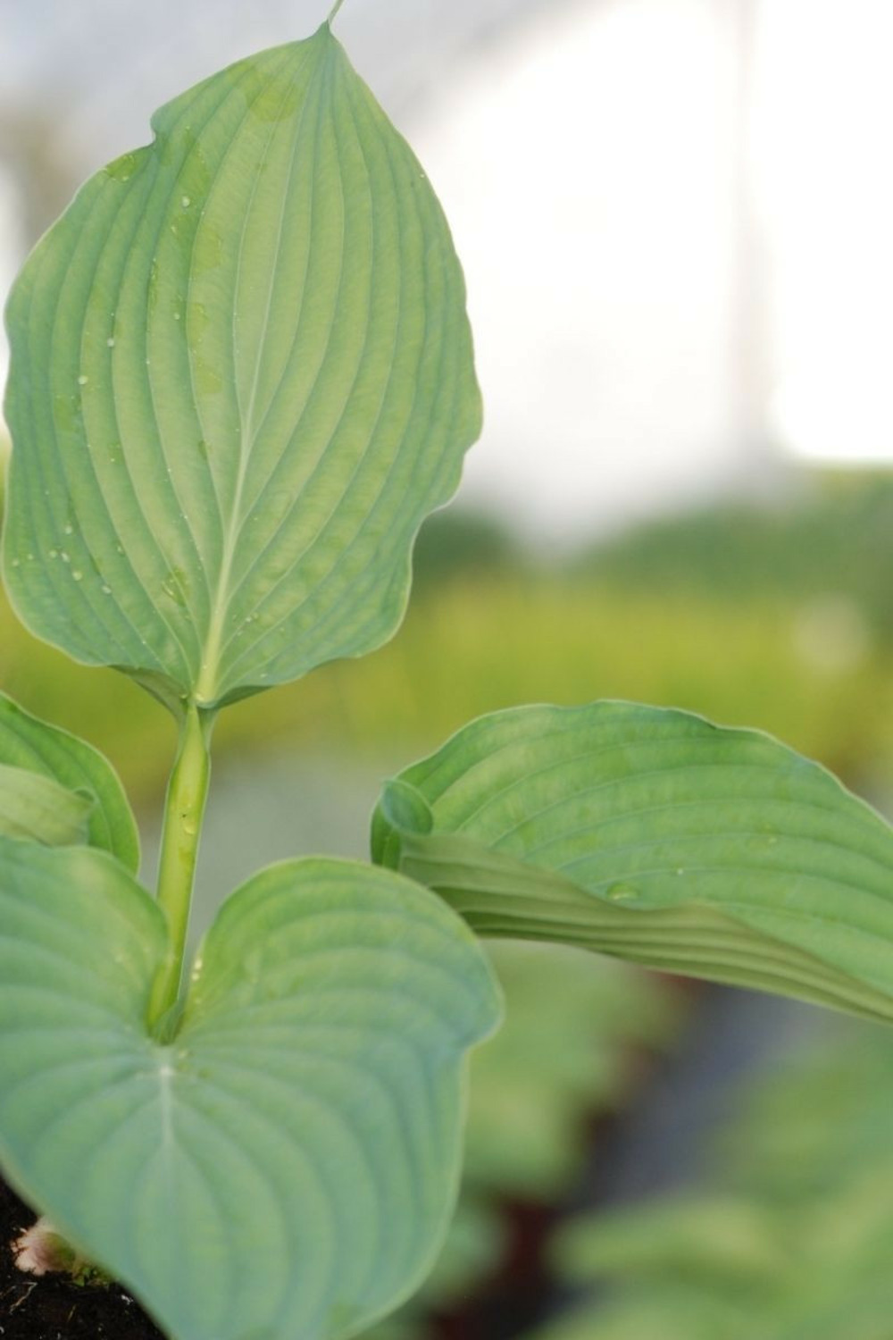 Hosta géante 'empress wu' - en pot de 3 litres