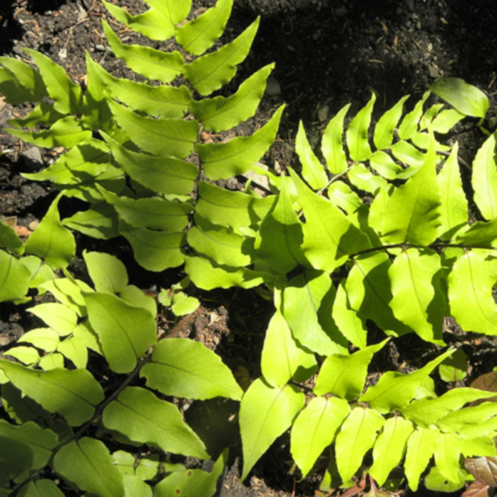 Aspidie de fortune lot de 5 godets