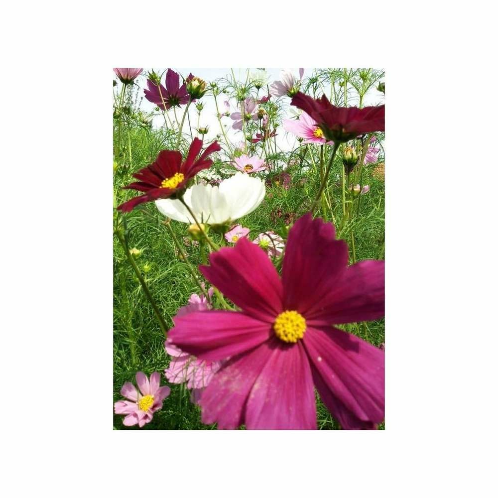 Cosmos sensation varié