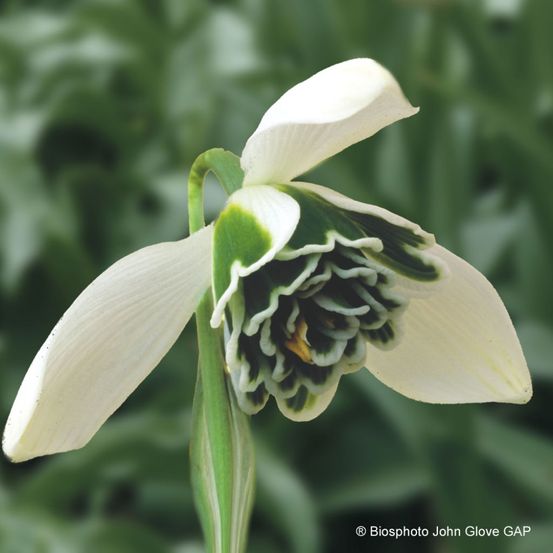 Perce-neige 'dionysus' bulbe calibre 6+ (par 3)