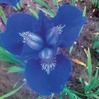 3 iris de sibérie oiseau bleu, le paquet de 3 racines nues