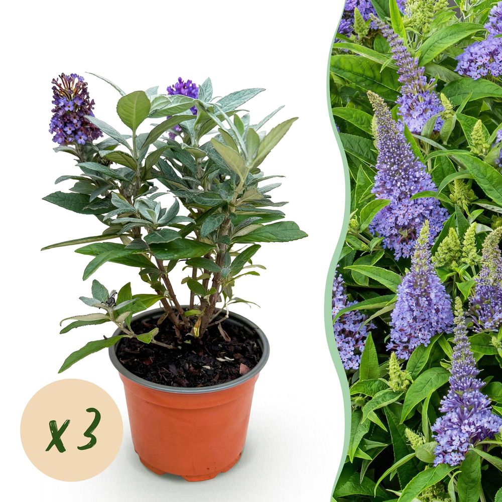 Buddleia butterfly candy little lila - 3 plants - h 20-25 cm, pot ø12 cm