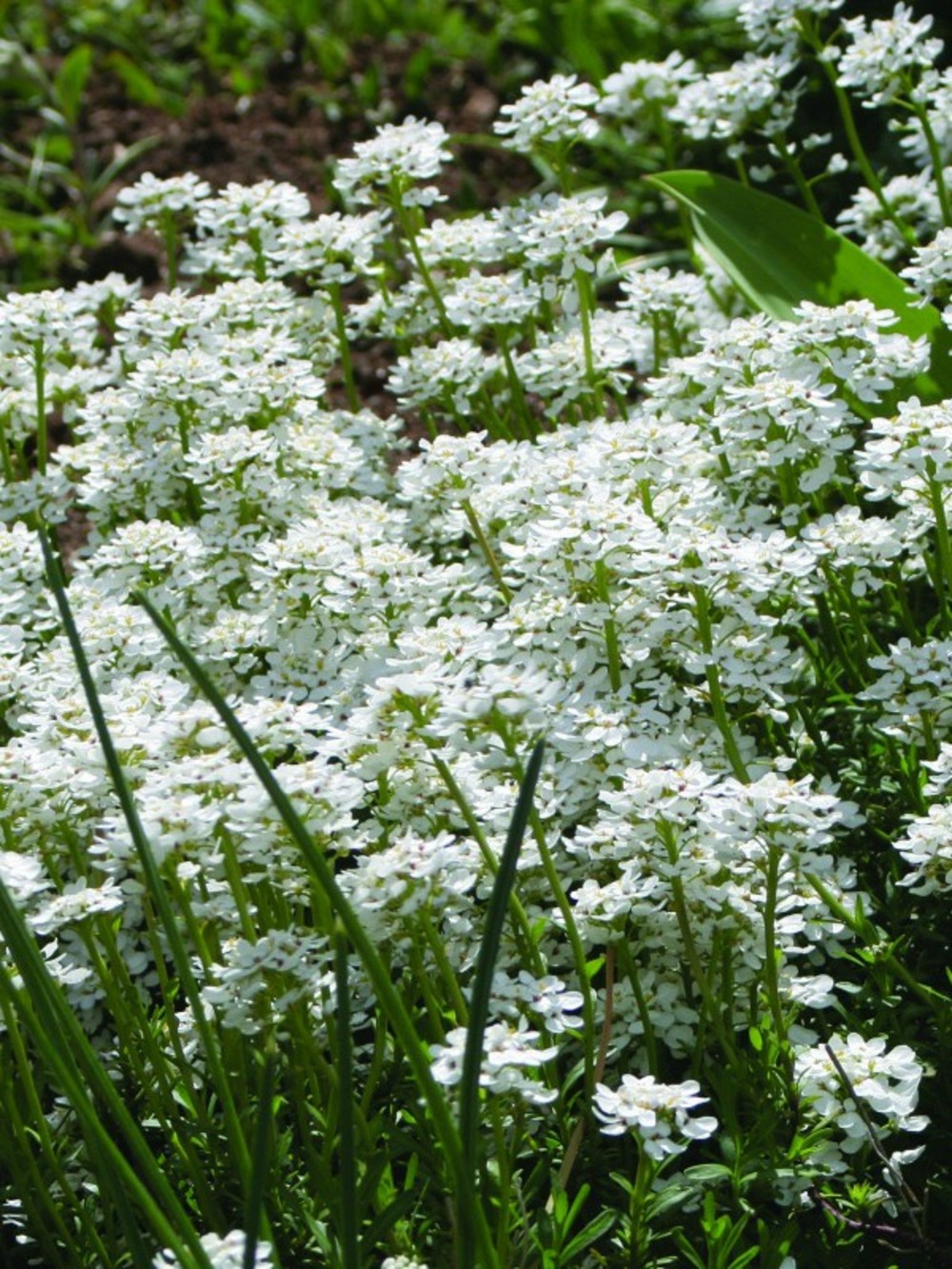 Corbeille d'argent, thlaspi 'weisser zwerg' godet de 8/9 cm