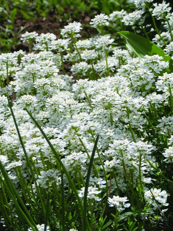 Corbeille d'argent, thlaspi 'weisser zwerg' godet de 8/9 cm