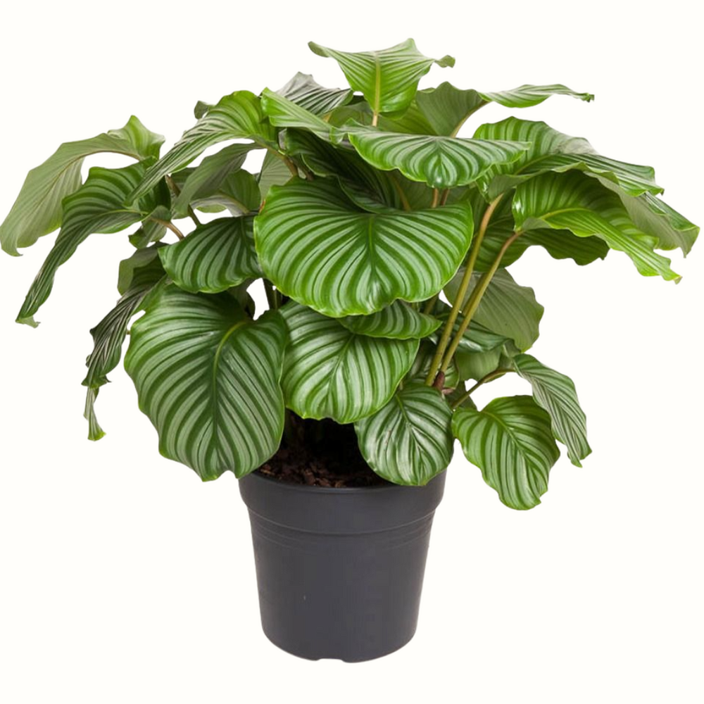 Calathea orbifolia - 70cm