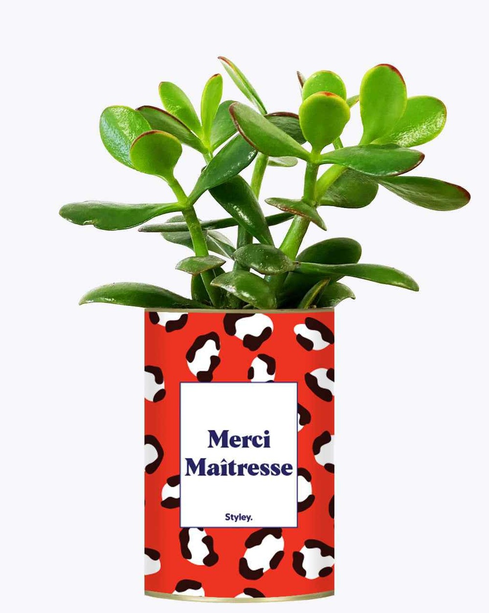 Plante drôle - merci maîtresse - cactus