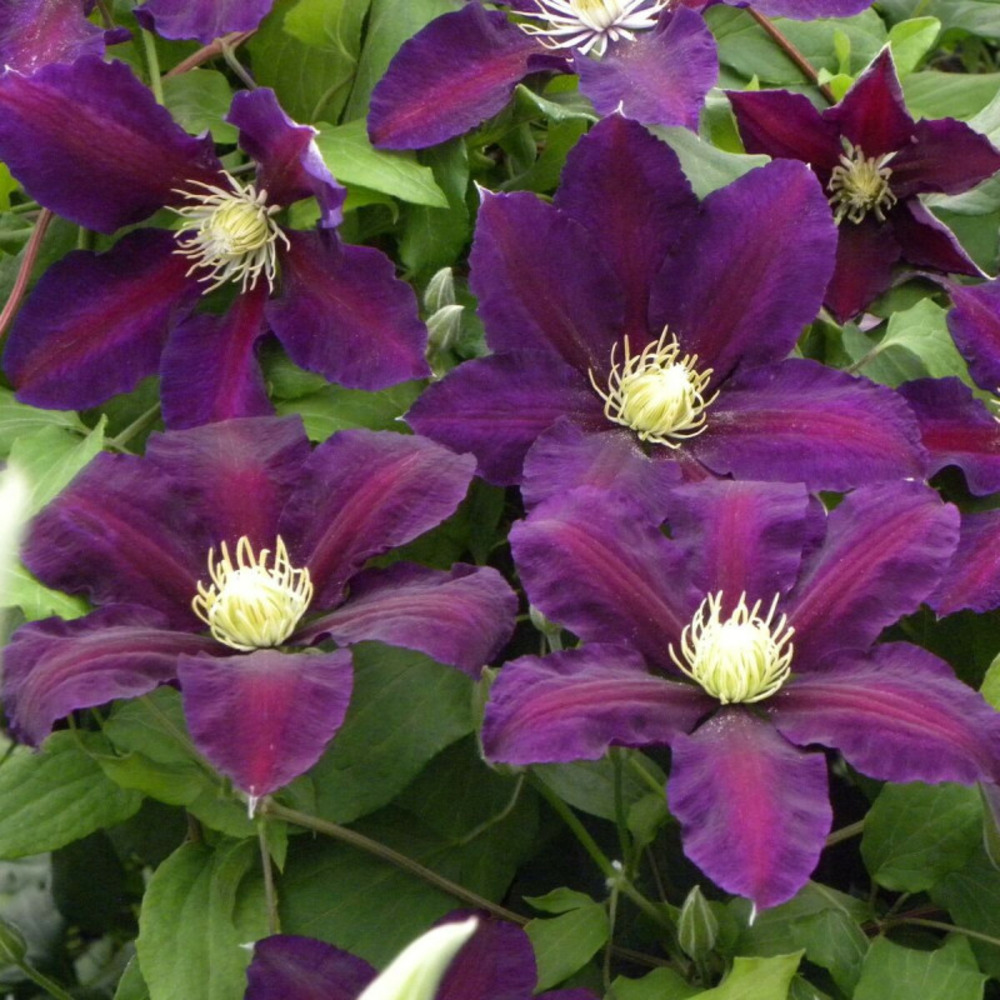 Clématite the vagabond pot de 1,5l - tuteur bambou 30/60 cm