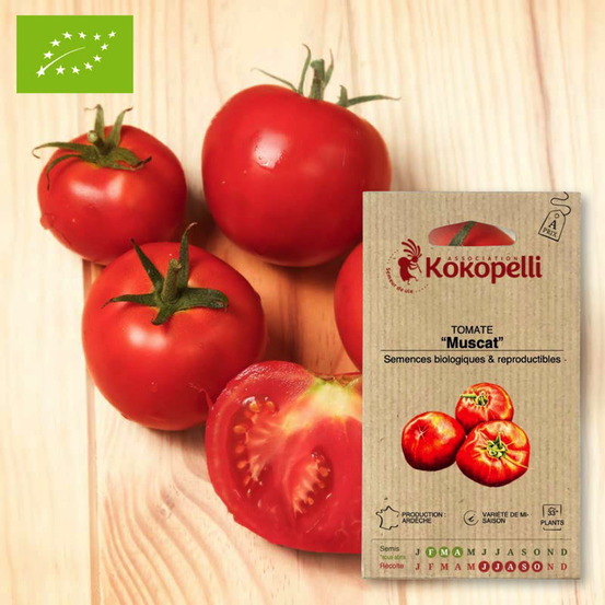 Tomate muscat- graines bio à semer