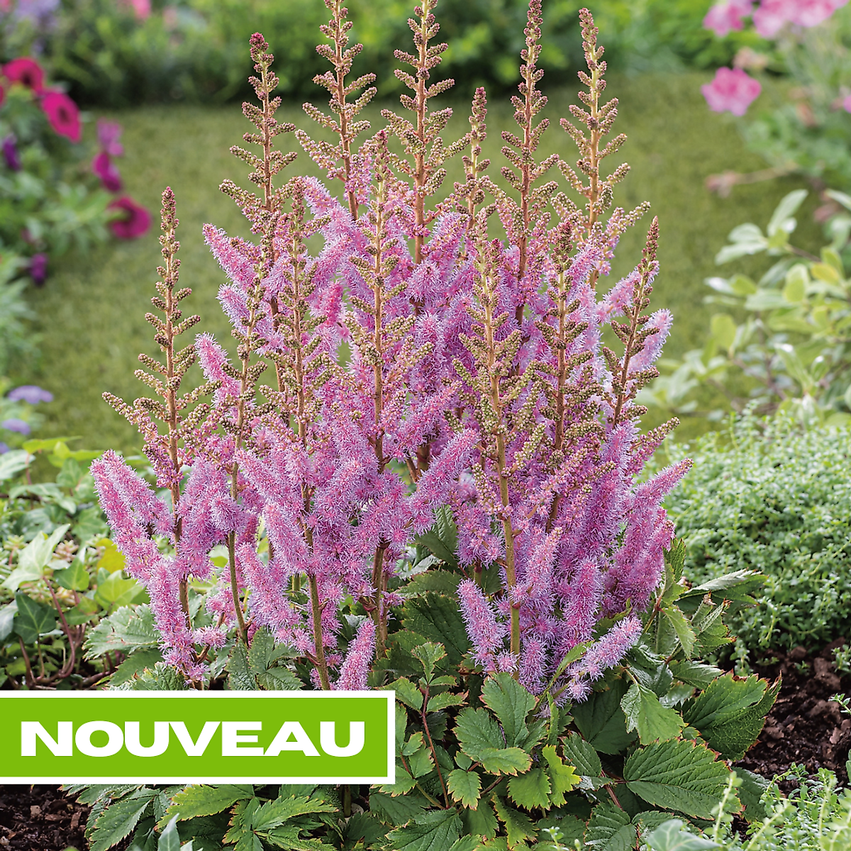 Astilbe violette plante vivace - 3 godets