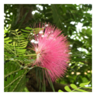 Arbre aux houpettes dixie pink/calliandra surinamensis 'dixie pink'[-]pot de 3l - 40/60 cm