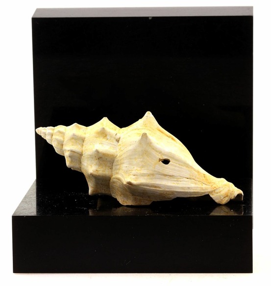 Eopsephaea murcicina 144.50 carats