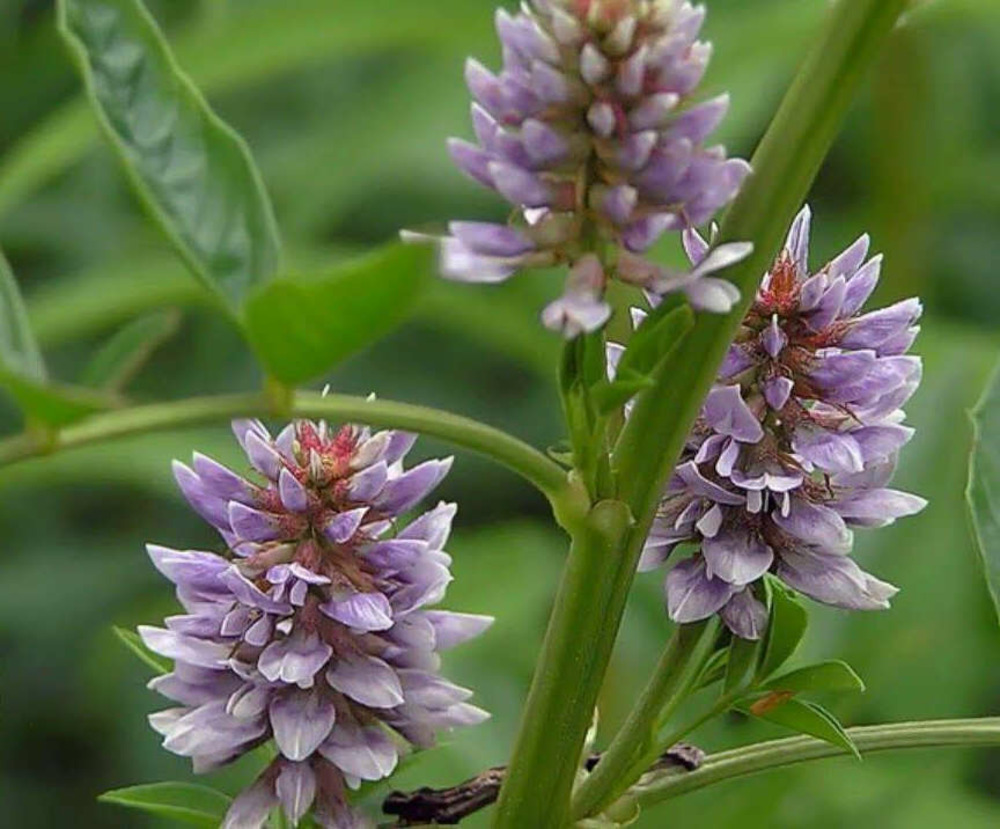 Glycyrrhiza glabra (réglisse) pot de 3 litres - 30/40cm - violée