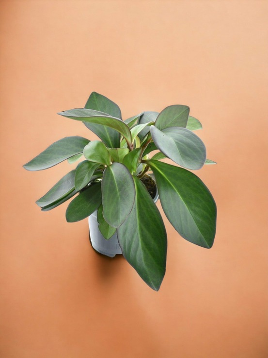 Peperomia red margin