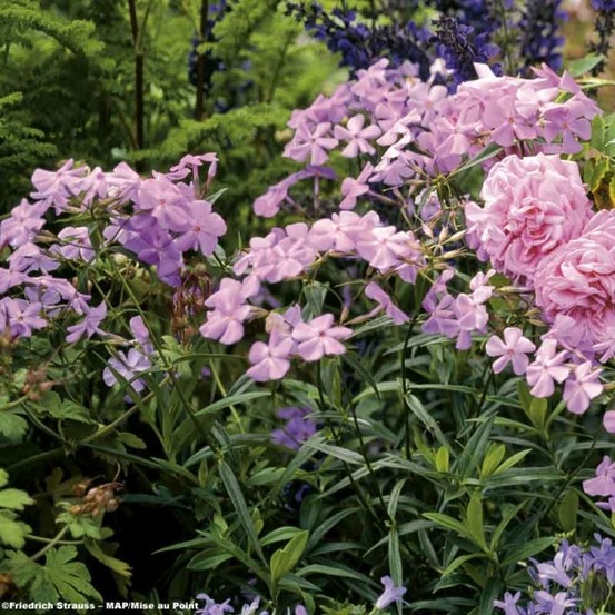Phlox carolina 'bill baker' godet de 8/9 cm