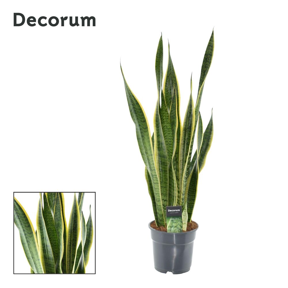 Sansevieria laurentii xl (decorum) - ø17cm - ↕70cm - plantes d'intérieur