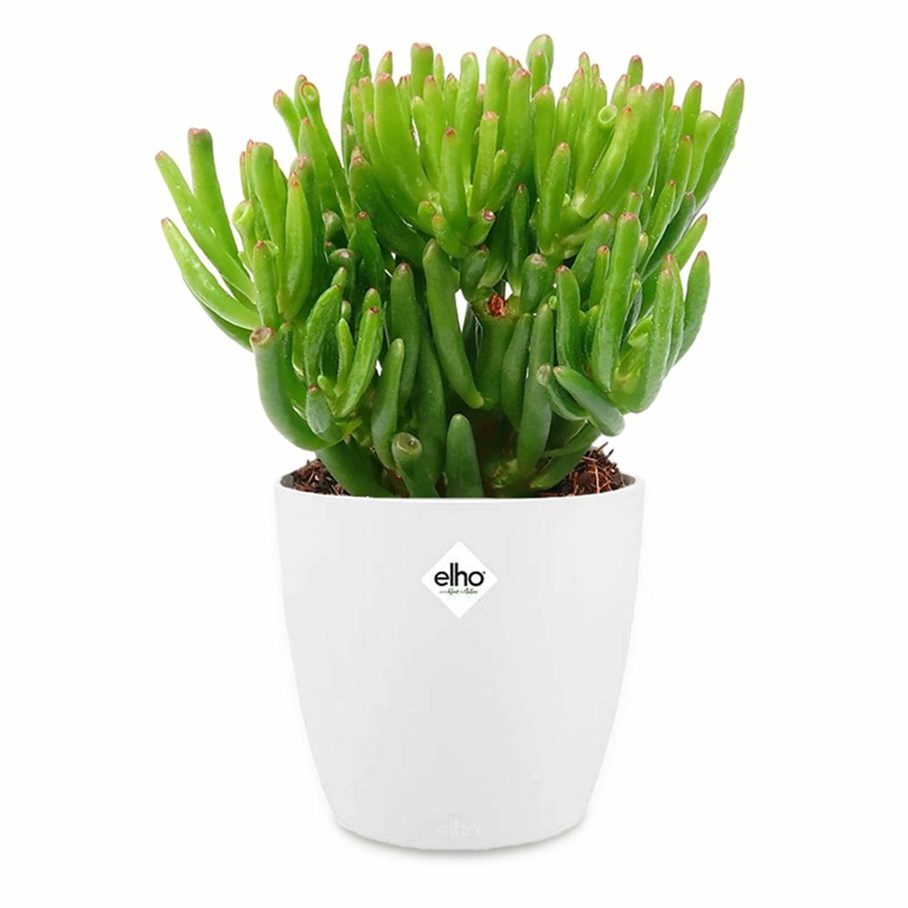 Crassula hobbit et son cache-pot blanc elho - le pot de 12 cm et le cache pot de 14 cm. Hauteur livrée 10 cm