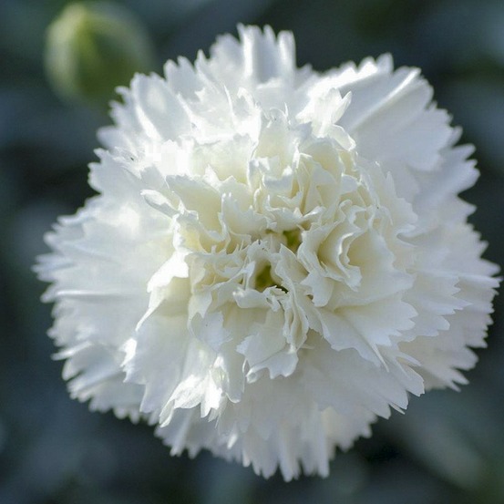 Œillet 'scent first memories' godet de 7/8 cm