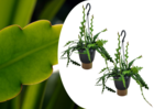 Epiphyllum anguliger - set de 2 - cactées vues - pot 15cm - hauteur 30-40cm