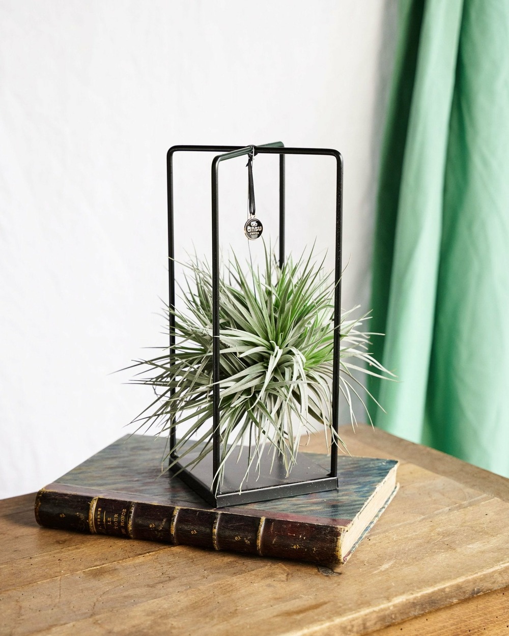 Tillandsia et son support en cube 20cm - plante d'intérieur