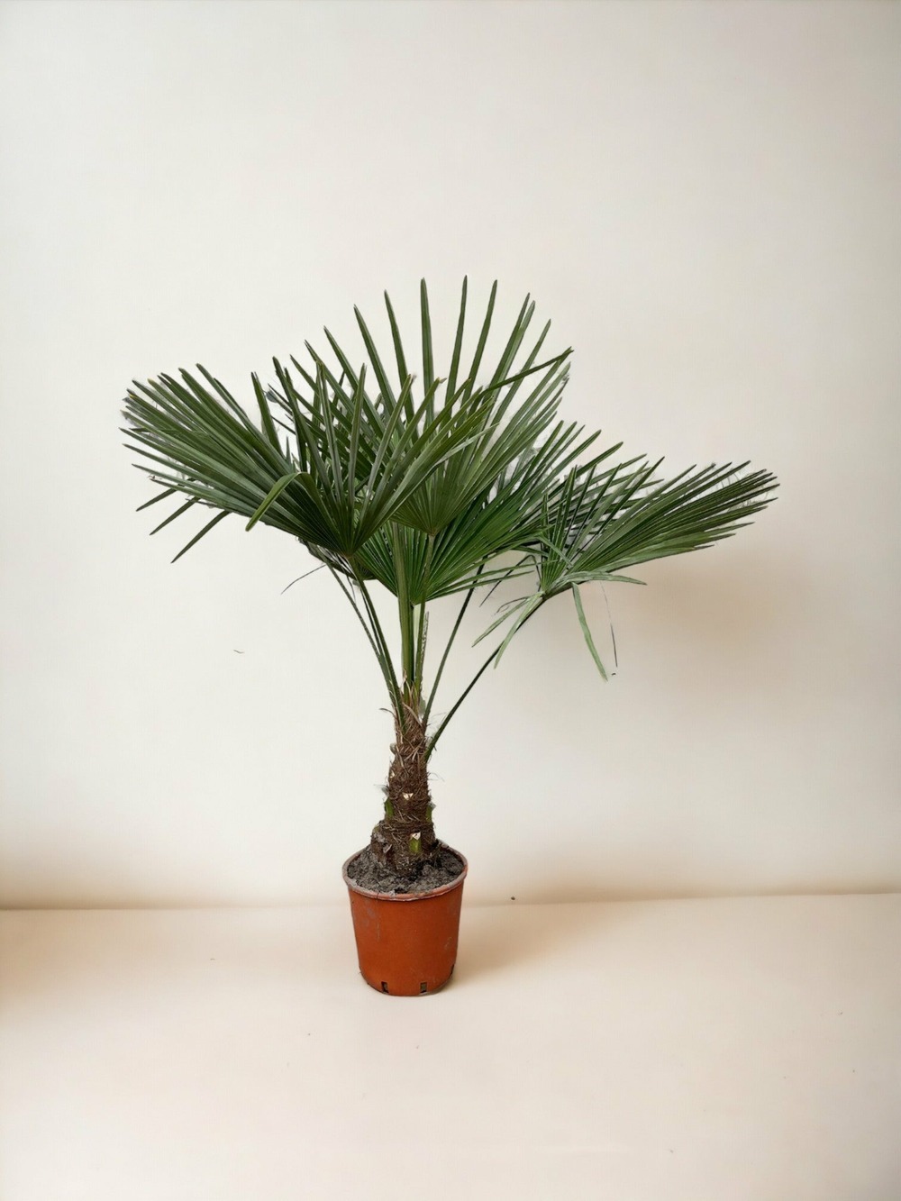 Plante d'intérieur - trachycarpus 130cm