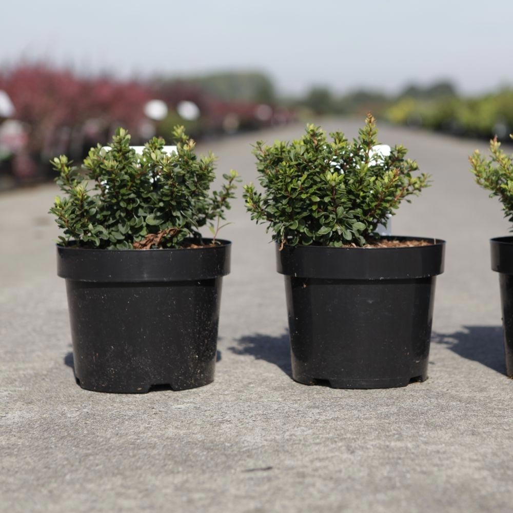 Berberis thunbergii kobold - épine-vinette naine pot de 2l/3l