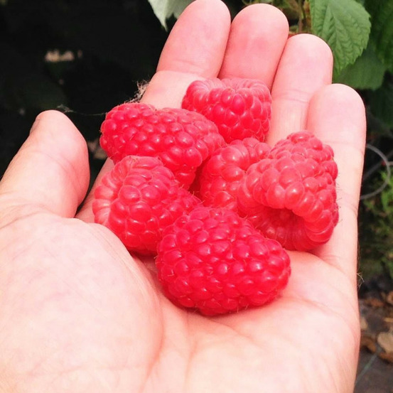 Framboisier versailles® pot de 1,5l - 20/50 cm