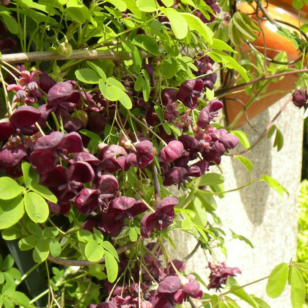 Akebie quinata pot de 1,5l - tuteur bambou 30/60 cm