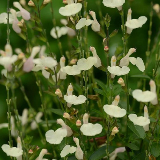 Sauge d'automne mirage™ cream pot de 3l - 20/40 cm