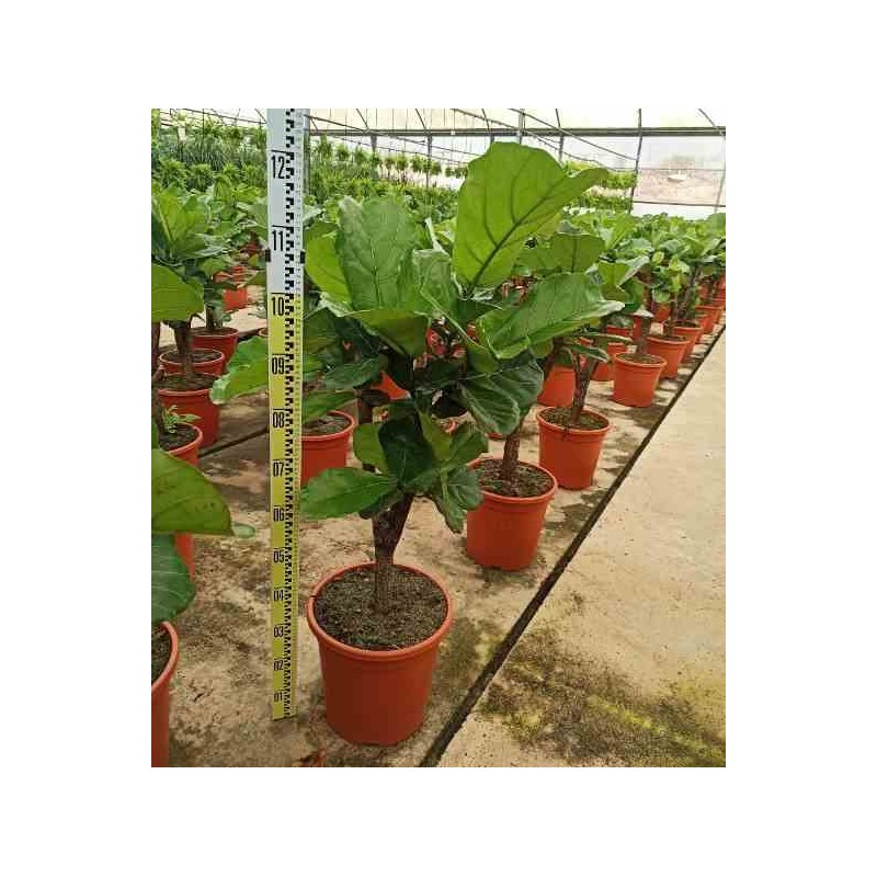 Ficus lyrata (ficus lyre) taille pot de 35l 100/120cm