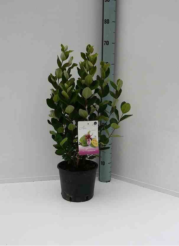 Acacia pycnantha   jaune - taille pot de 3 litres - 80/100 cm