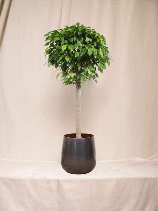 Ficus boule columnar 140cm - plante d'intérieur