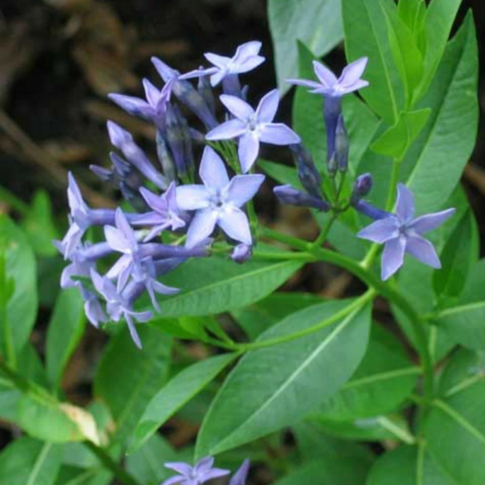 Amsonie blue ice godet - 5/20 cm