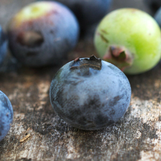 Myrtille blue jay, myrtillier pot de 5l - 40/80 cm