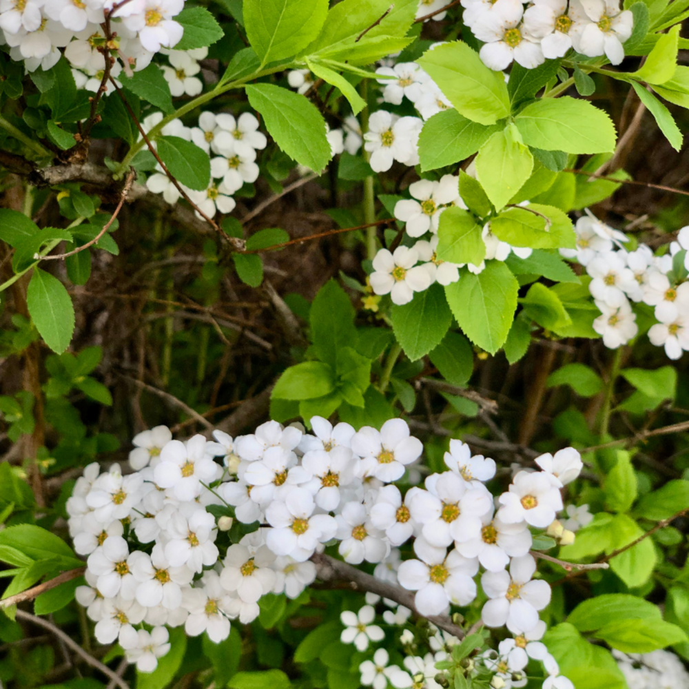 Spirée prunifolia - spiraea prunifolia pot 3l