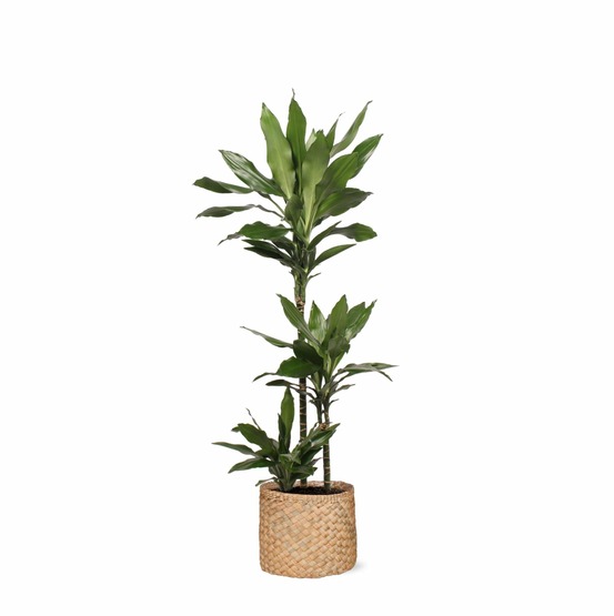 Dracaena janet lind et son pot panier naturel - hauteur 24cm