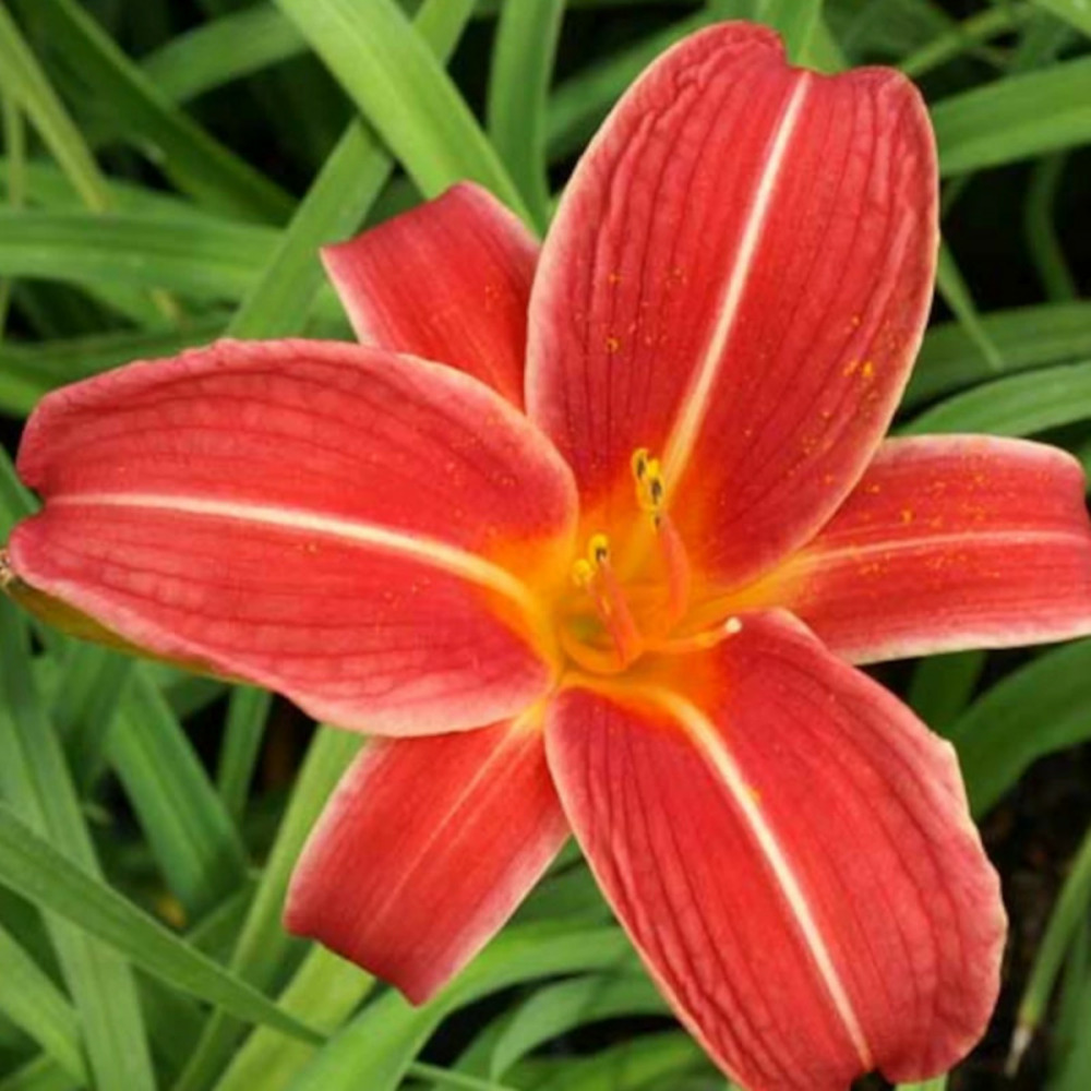 Hémérocalle neyron rose godet - 5/20 cm