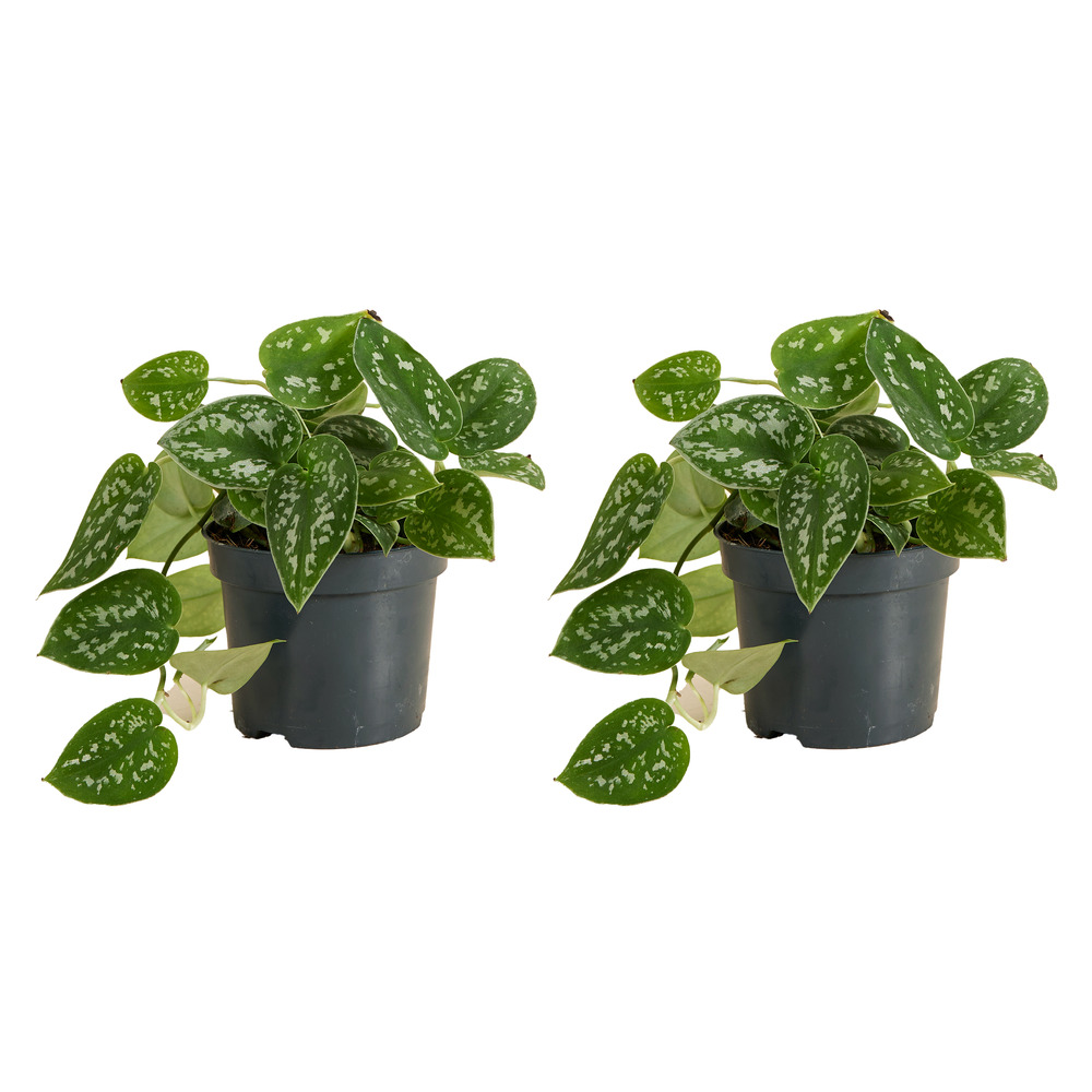 Lot de 2 scindapsus pictus ‘silver’ - plante retombante/grimpante - 15-20 cm - pot 12 cm