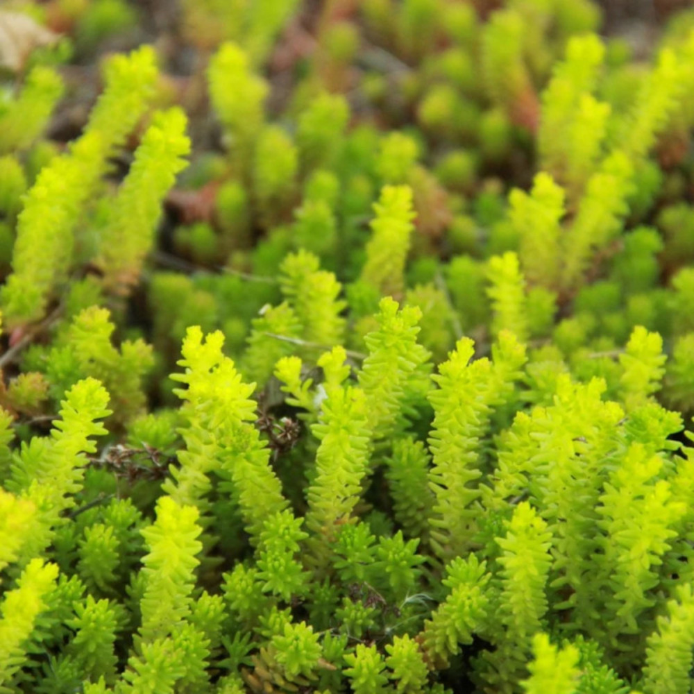 Orpin yellow bouquet pot de 2,5 l - 20/30 cm