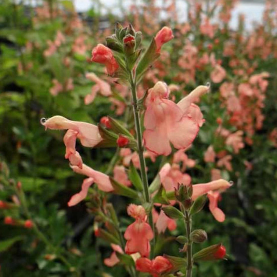 Sauge california sunset lot de 5 godets