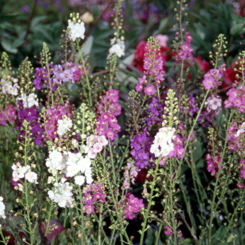 Molène de phénicie lot de 5 godets