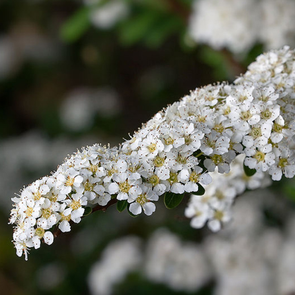 2 x spirée arguta - spiraea arguta - 40-60 cm pot