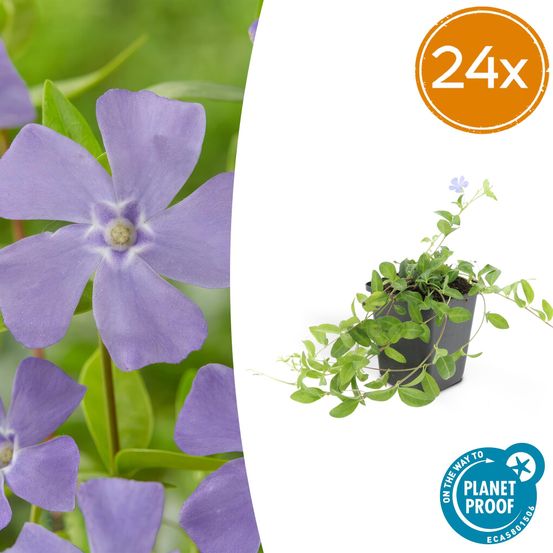 Lot de 24 - vinca minor 'la grave' - h10-25 cm
