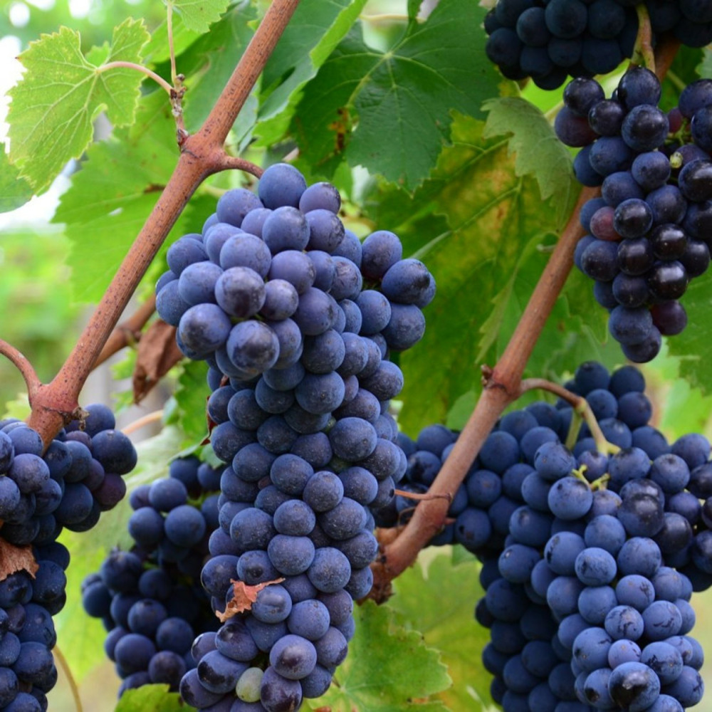 Vigne fraise isabella, vigne de table pot de 3l - echelle bambou 60/120 cm