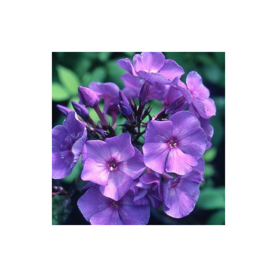 Phlox paniculé blue paradise lot de 5 godets